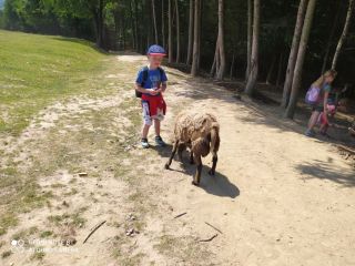 Pstr%%C4%%85gowa 8 2022